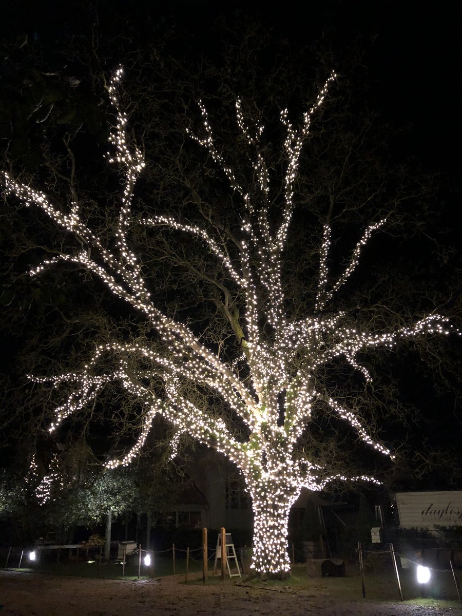 Over 10,000 led lights have been put into this walnut tree <a href="/daylesfordfarm/">Daylesford Farm</a> to create this beautiful festive showpiece. We think it looks stunning! #ThreeCountiesChristmas #Cotswolds