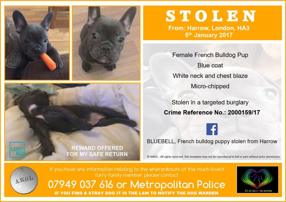 LisaLisaw1's tweet photo. #FindBluebell https://t.co/jVAUpcRtjV https://t.co/agcPaQ3Oaf