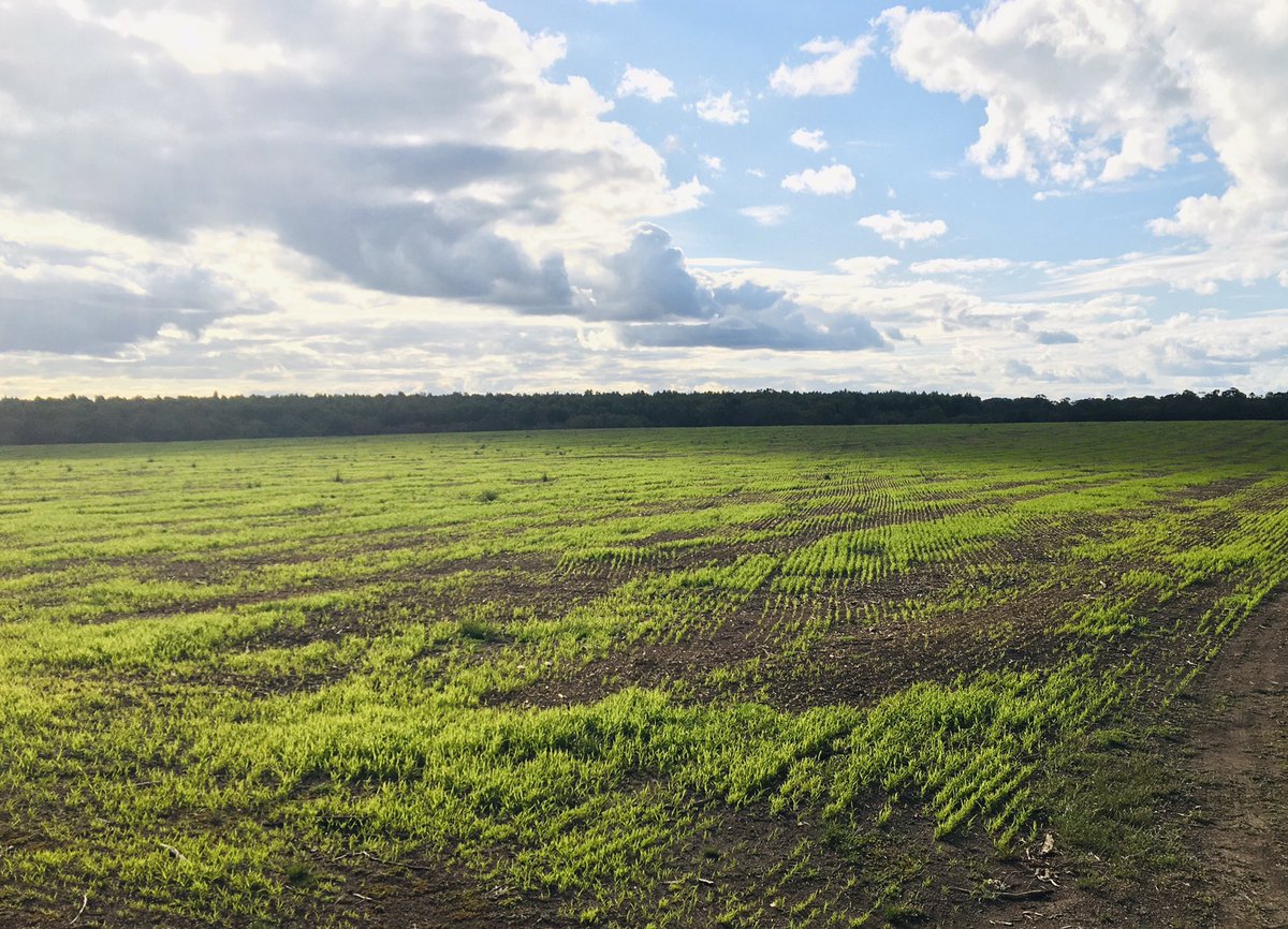 DobbeEric's tweet image. Millet on x bluegums and temperate perennials are responding well to a favourable establishment season.  Building Carbon!