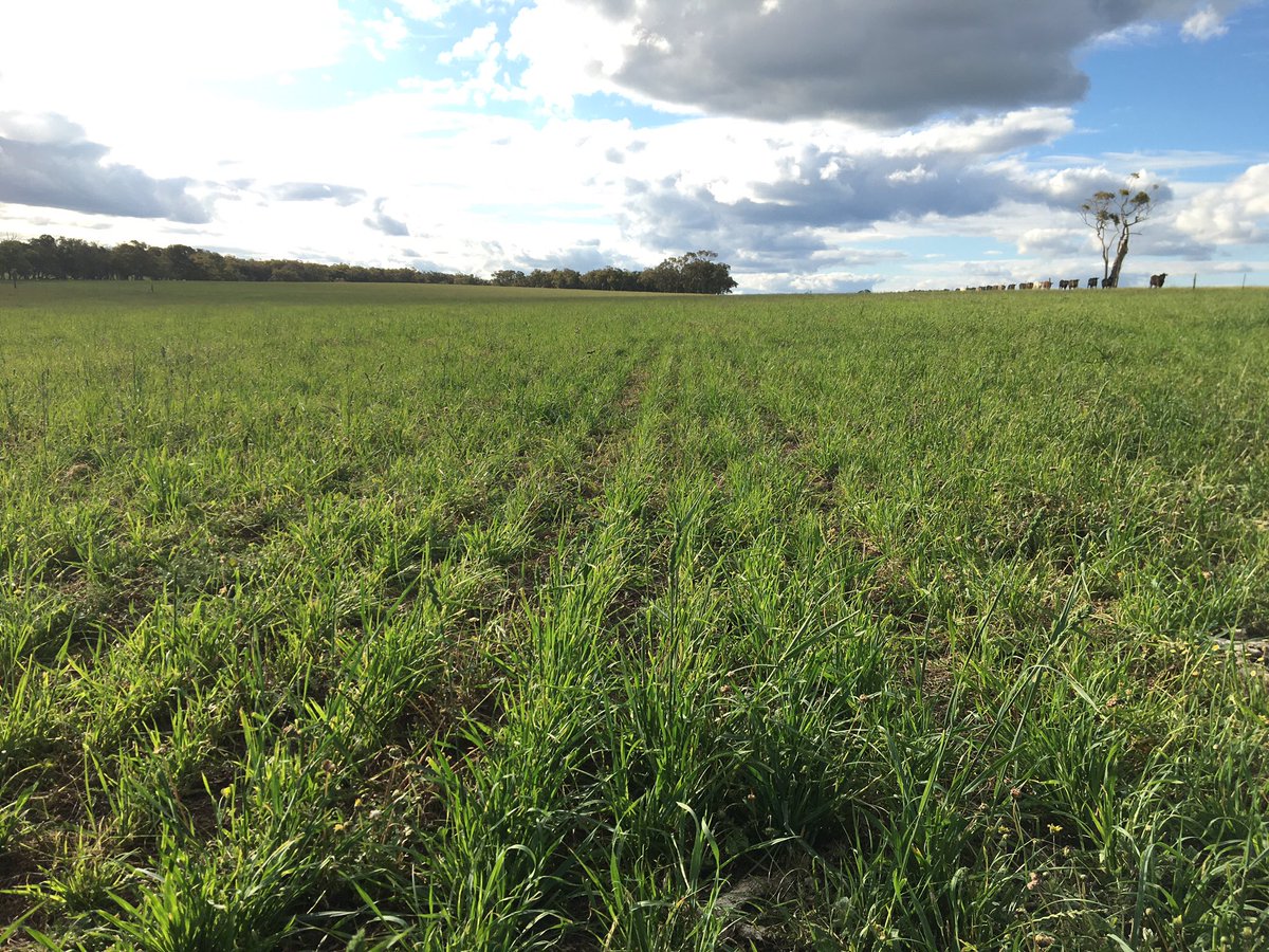 DobbeEric's tweet image. Millet on x bluegums and temperate perennials are responding well to a favourable establishment season.  Building Carbon!