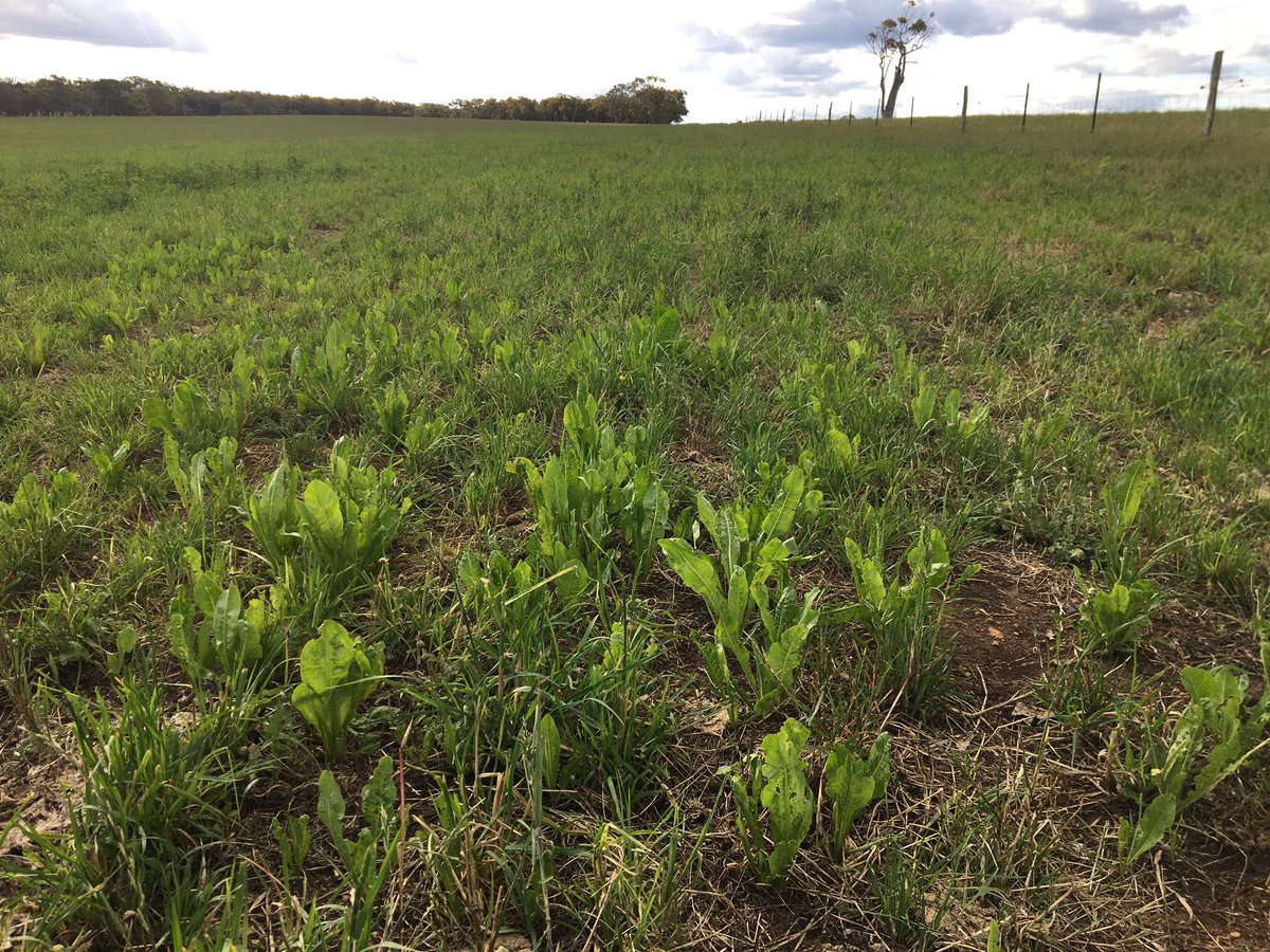 DobbeEric's tweet image. Millet on x bluegums and temperate perennials are responding well to a favourable establishment season.  Building Carbon!