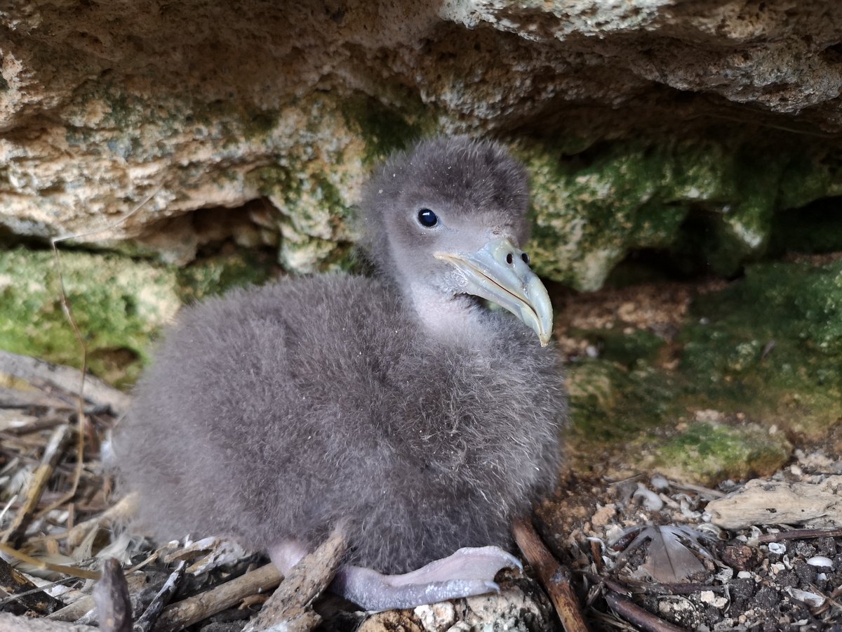 SeabirdEcology's tweet image. Today, Nature publishes the article "Dense sampling of bird diversity increases power of comparative genomics" for which we contributed with the genome of the Cory's #shearwaters nature.com/articles/s4158…  #seabirds #Calonectris @IRBioUB
 @BiologiaUB  @UniBarcelona @UBDivulga