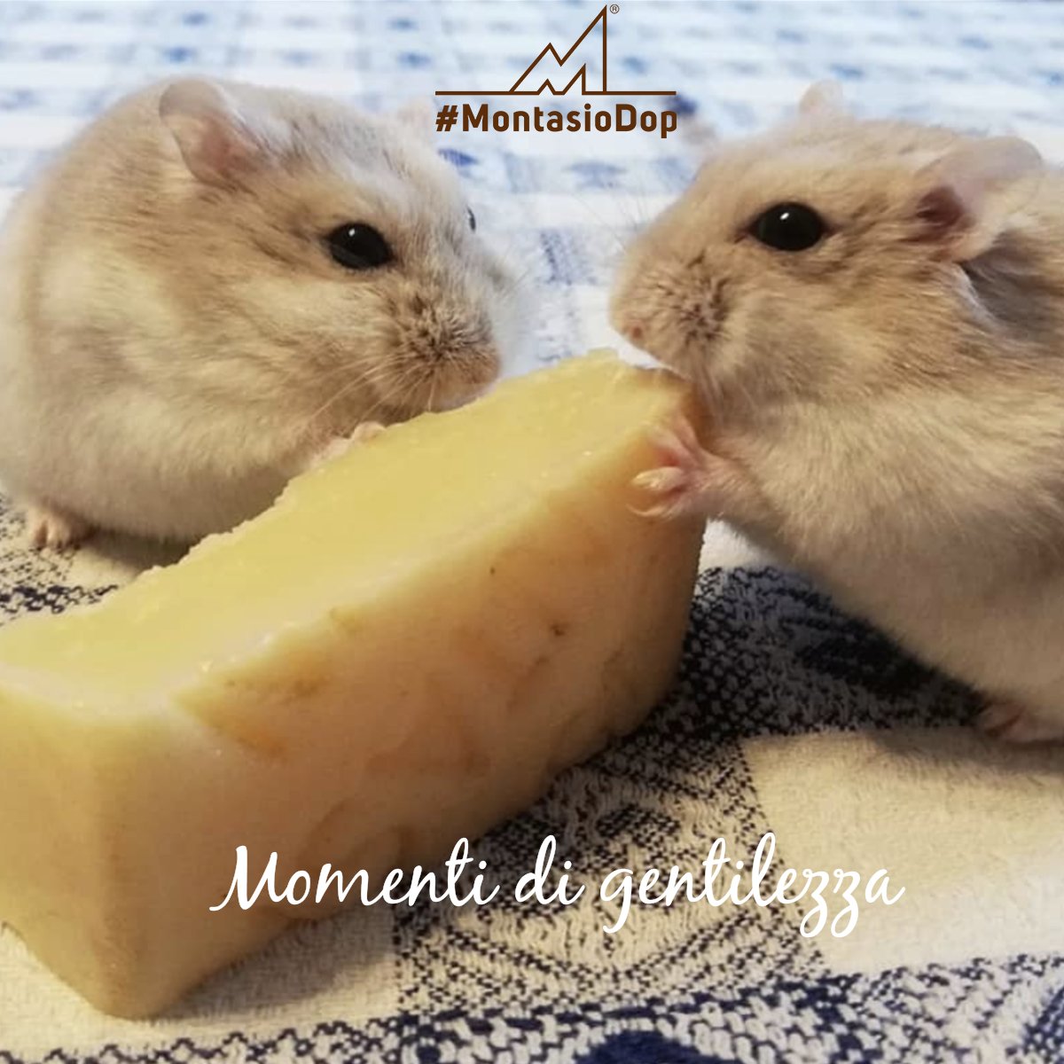 Montasio DOP: un formaggio gentile. 🧀😉
Si riconosce dal caratteristico sapore morbido e delicato, equilibrato, senza eccessi: montasio.com/il-formaggio-m…
Ph @robypandin
#MontasioDOP #GiornataMondialeDellaGentilezza