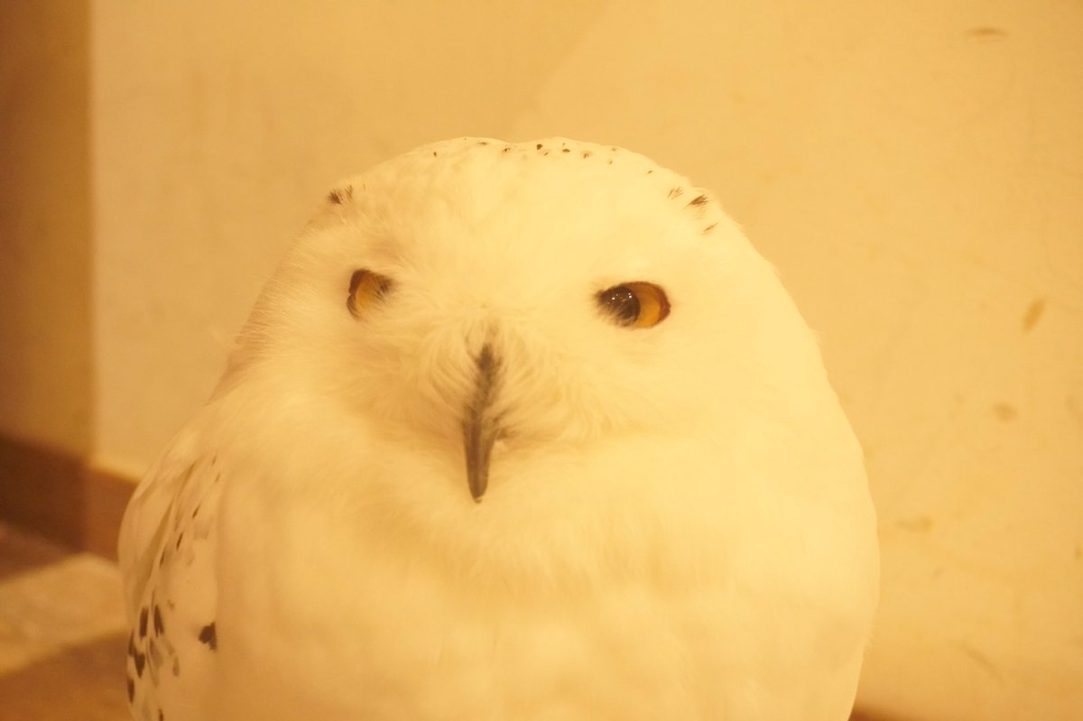 cafehoothoot's tweet photo. ビビリシーちゃん　独占水飲み、、 https://t.co/26dR7WcQGE @YouTubeより https://t.co/rbMPpMGJjb