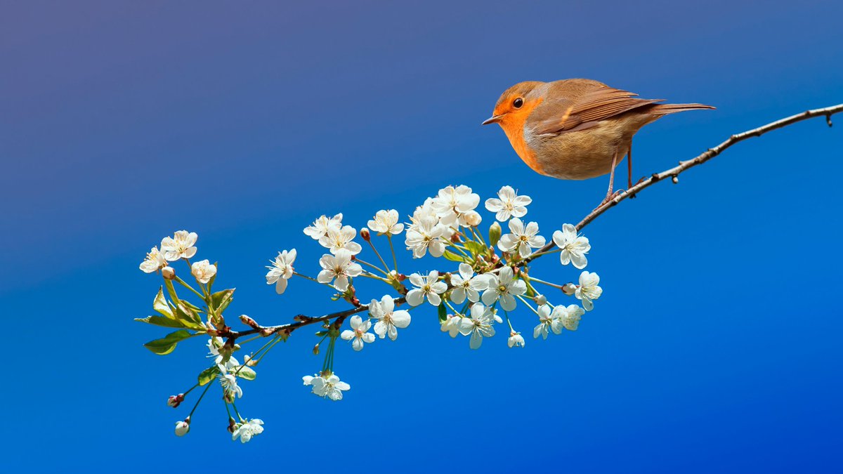 OFTBltd's tweet photo. The Robin - The UK's favourite bird. 

Males and females look identical, and young birds have no red breast and are spotted with golden brown. Despite their cute appearance, they are aggressively territorial and are quick to drive away intruders. 

https://t.co/I23OfMhnA9 https://t.co/ET9XEoDhlt