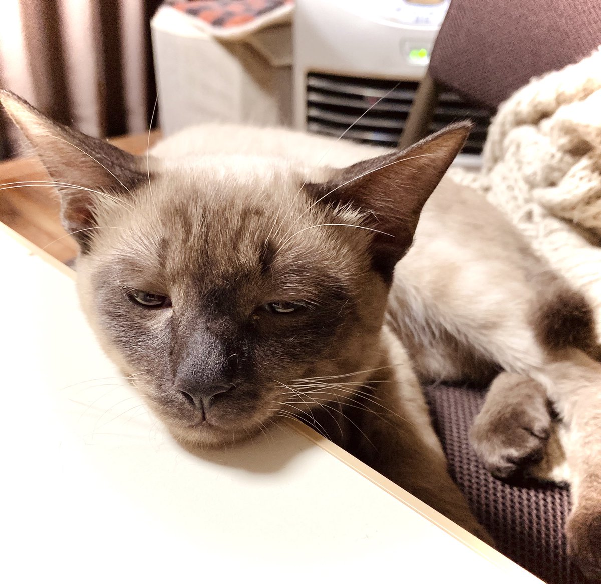 歳 Sur Twitter とろみ顔 ポイントカラーのチョコ色も良き 今日の猫 歳 Sur Twitter とろみ顔 ポイントカラーのチョコ色も良き 今日の猫