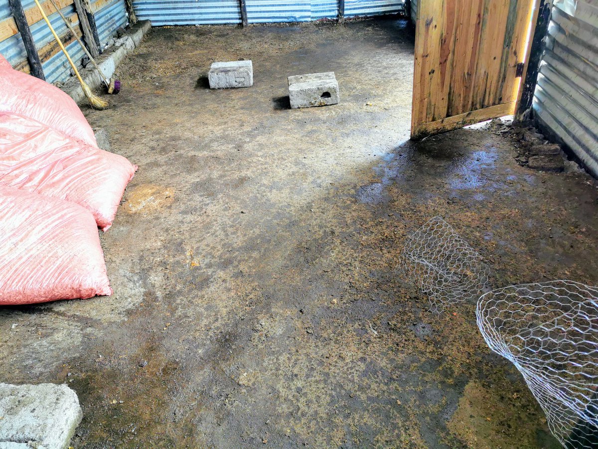 ydb_ZN's tweet photo. Today Is Day 21 For My Chicks And It's Time To Move From The Brooder To The Coop. This Is The Most Challenging Part Because They Make You Work!!!! I'm Just Chilling Having A Glass Of Something Tryna Think What's The Easy Way Out. #ImAFarmer #TheLoveOfFarming https://t.co/hOpFDW2PDv