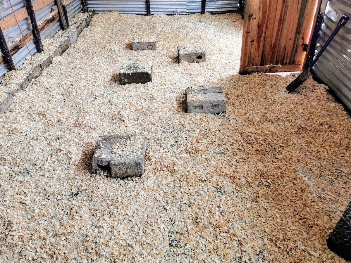 ydb_ZN's tweet photo. Today Is Day 21 For My Chicks And It's Time To Move From The Brooder To The Coop. This Is The Most Challenging Part Because They Make You Work!!!! I'm Just Chilling Having A Glass Of Something Tryna Think What's The Easy Way Out. #ImAFarmer #TheLoveOfFarming https://t.co/hOpFDW2PDv