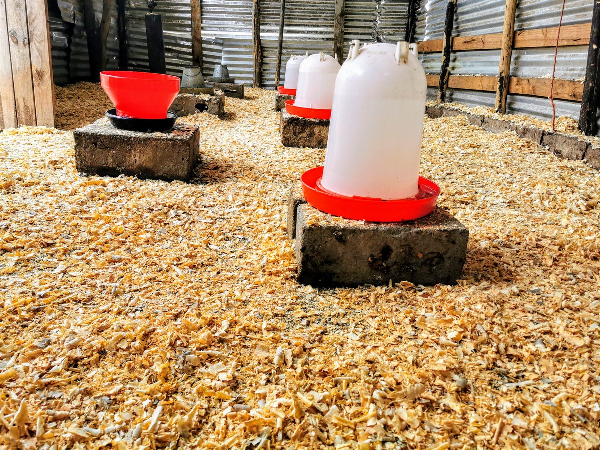 ydb_ZN's tweet photo. Today Is Day 21 For My Chicks And It's Time To Move From The Brooder To The Coop. This Is The Most Challenging Part Because They Make You Work!!!! I'm Just Chilling Having A Glass Of Something Tryna Think What's The Easy Way Out. #ImAFarmer #TheLoveOfFarming https://t.co/hOpFDW2PDv