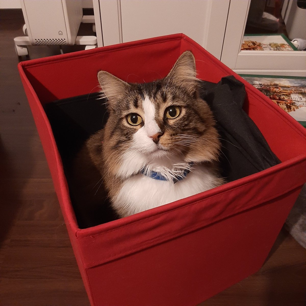Bisou_le_chat's tweet photo. Conseil d'automne : prendre du temps pour soi! J'essaie de prendre le temps chaque jour pour faire un peu de boite. Et ça fait un bien fou! 
On en ressort relaxé et revigoré ! 
#lifestyle #luxurylifestyle #viedechat https://t.co/VRU8dxBU51