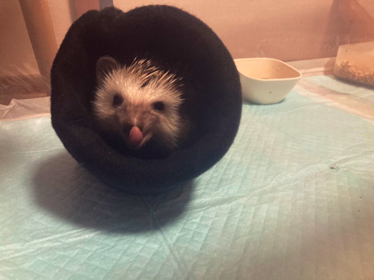 _r0202's tweet photo. 新しい家族のよしおさん🦔♡
今日も天使だわ👼 https://t.co/TiYBjDbnoo