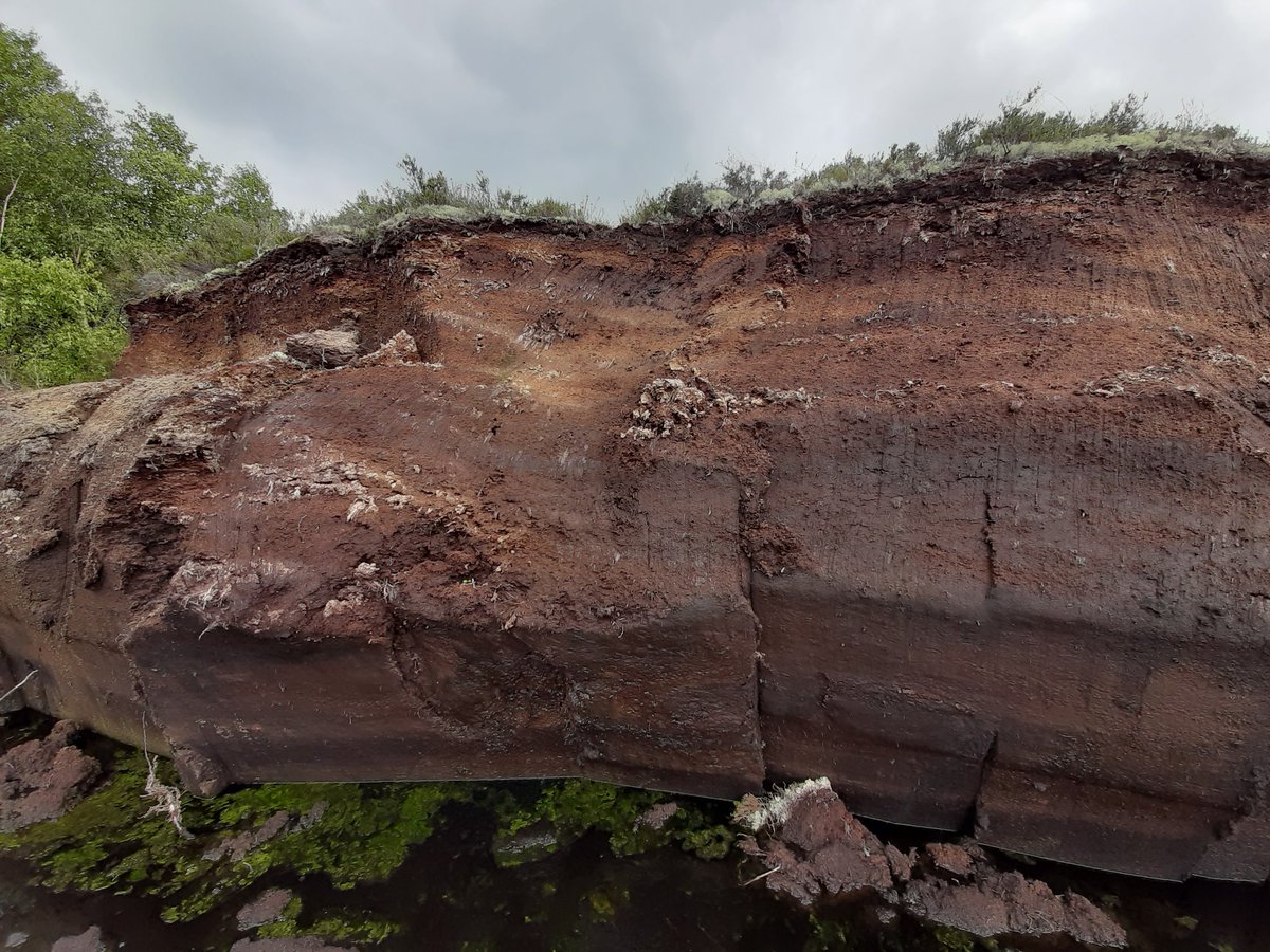 Mouds Bog in Co. Kildare is one of 57 Special Areas of Conservation which are designated for their unique raised bog habitat. This summer I took a walk around Mouds Bog and thought it strange that the turf bank looked v fresh... as if it had just been excavated by a digger...