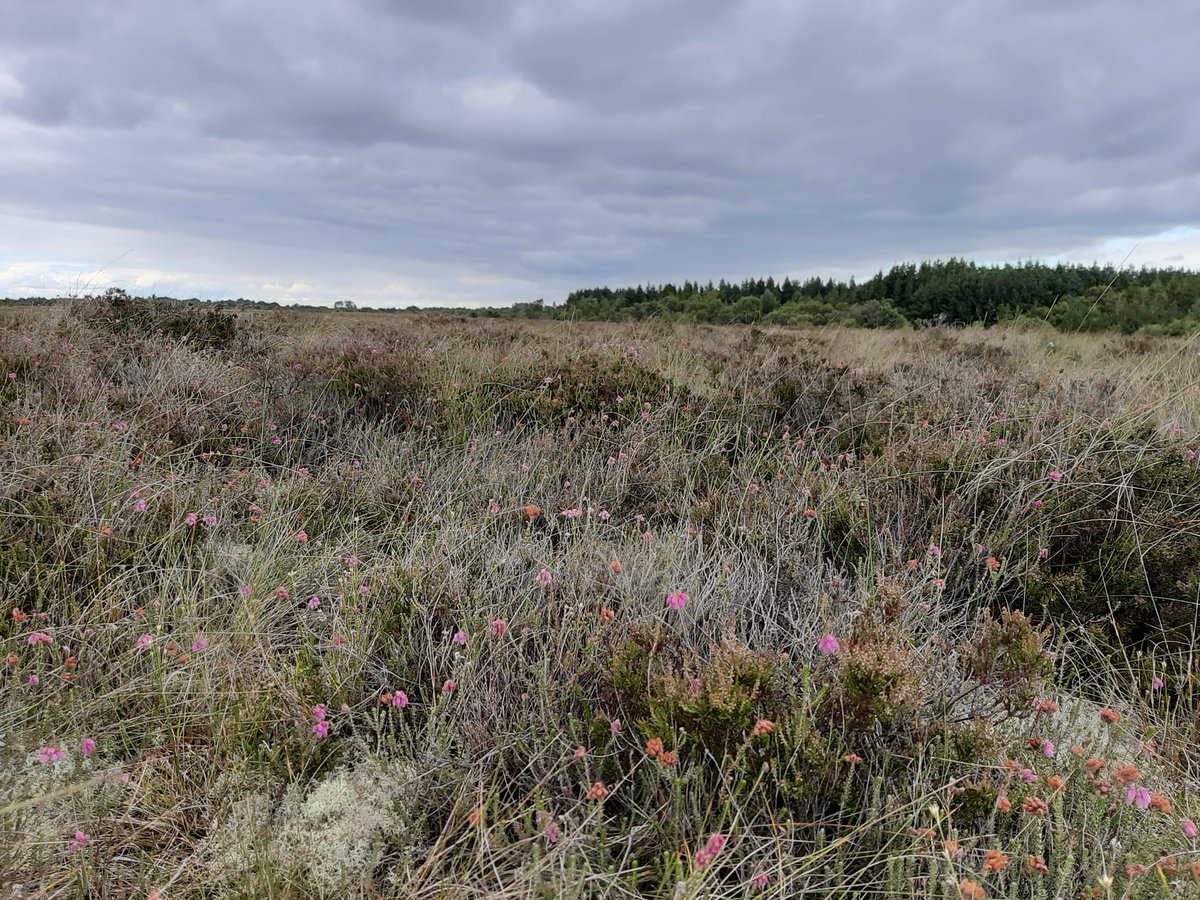 All of this is being carefully monitored by the NPWS. A healthy bog is a unique habitat, can suck up and store a lot of carbon, and can help to regulate floodwater.Here's the 'high bog' at Mouds Bog SAC. At last count, 0.6% of the original area of active peat remained...