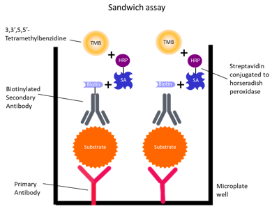 PSA is a protein used to diagnose and as a progression marker for prostate cancer.  #BioventixPlc have manufactured 3 anti-PSA antibodies which I am currently optimising so the linear correlation occurs between 1 - 10 ng/ml for use in a Sandwich Assay ELISA, as this is a grey area