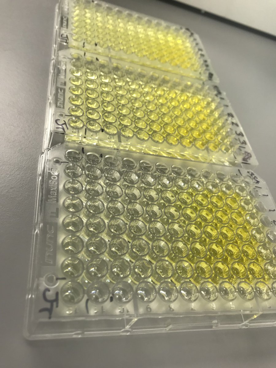 PSA is a protein used to diagnose and as a progression marker for prostate cancer.  #BioventixPlc have manufactured 3 anti-PSA antibodies which I am currently optimising so the linear correlation occurs between 1 - 10 ng/ml for use in a Sandwich Assay ELISA, as this is a grey area