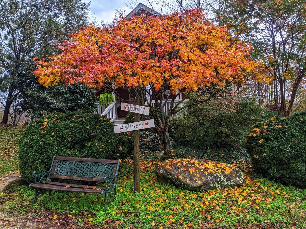 ByrdCellars's tweet photo. Fall colors holding on at the tasting room 🍁🍷
#vawine #fallcolors https://t.co/4hZFGkMZPw