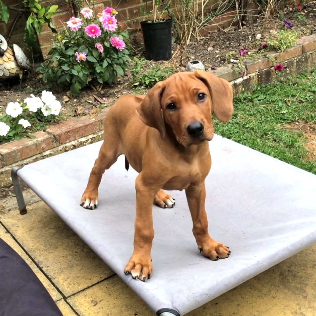 Did you know our complete meals are suitable for puppies from 8 weeks old? Our minces are made with human grade meats, packed full of natural vitamins and minerals, making them perfect for optimum health and growth in your pup! 🐶

#barfdiet #doglovers #rawdogfood #rawfeddogs