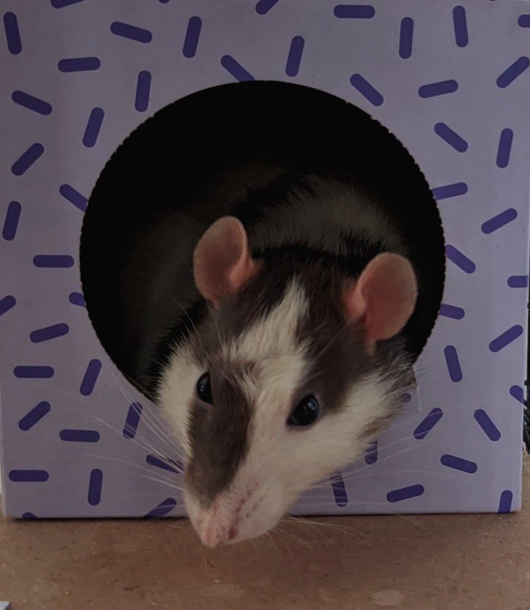 #upcycled #tissuebox from <a href="/WhoGivesACrapTP/">Who Gives A Crap</a> is Volta's new favorite sleeping spot ❤️