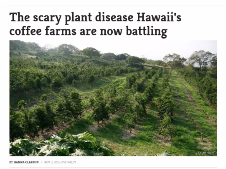 The LAST rust-free coffee rowing region of the world was Hawaii......Until about 2 weeks ago, when the rust was detected for the first time 