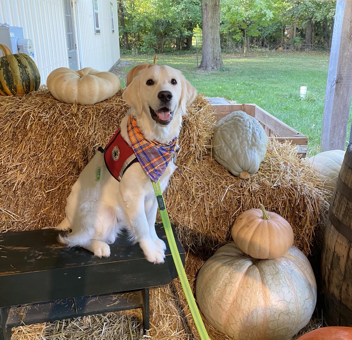 raiderpups's tweet image. Logray is getting excited that it’s finally starting to feel like fall🍂
.
.
#logray #ewok #sdit #servicedogintraining #goldenlab #fall