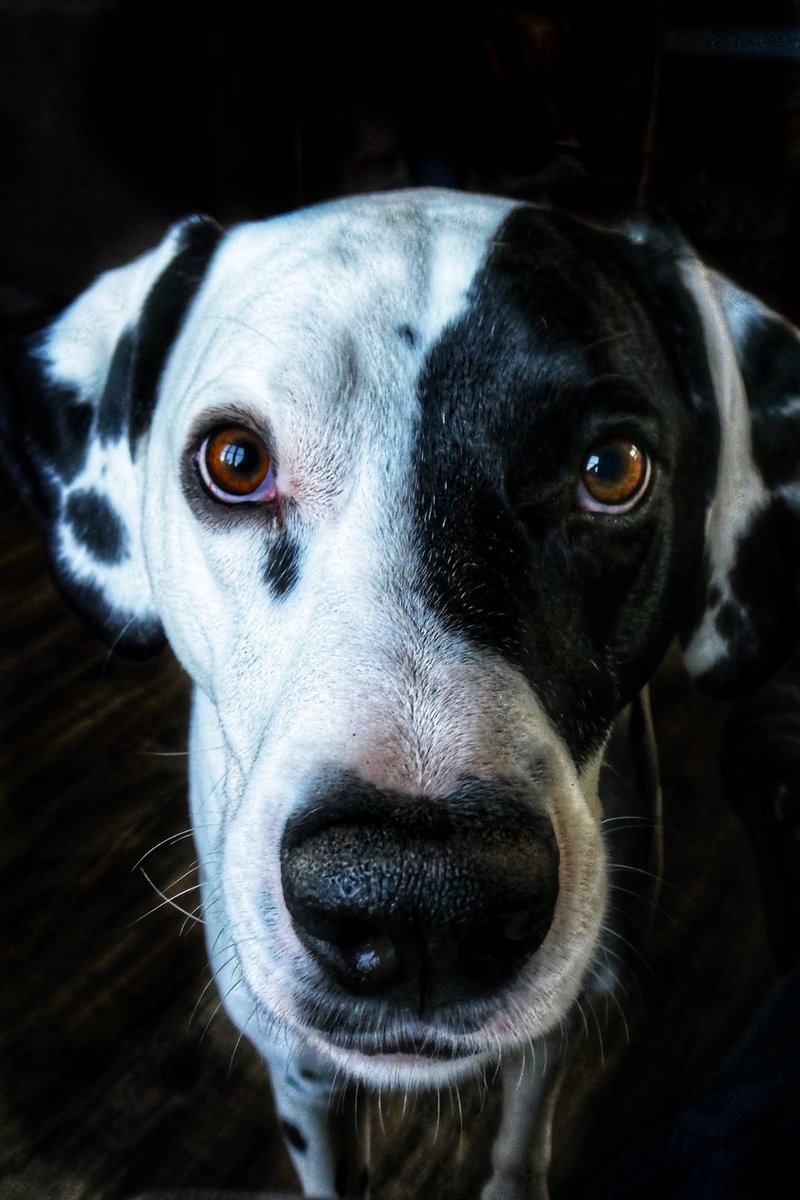 paleopets's tweet photo. “No matter how you’re feeling, a little dog gonna love you.” – Waka Flocka Flame https://t.co/0wvhX3bXrJ