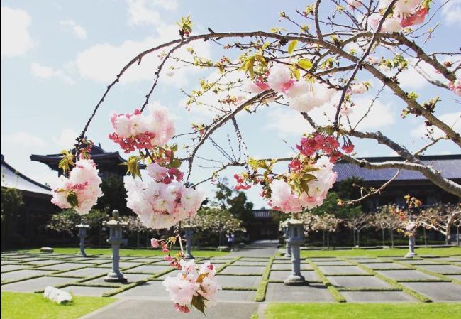 Auckland for Kids tweet media