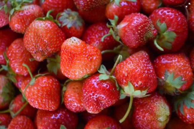 Auckland for Kids tweet media