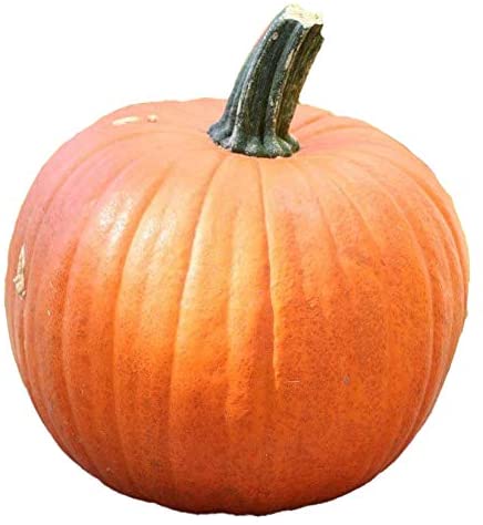 Mugen かぼちゃ は英語でスクワッシュ Squash パンプキン Pumpkin だと思っている人も多いが パンプキン というのはハロウィンでよく見かけるオレンジ色のかぼちゃだけを意味する T Co K87kjls3dc Twitter Mugen かぼちゃ は英語でスクワッシュ Squash パンプキン Pumpkin だと思っている人も多いが パンプキン というのはハロウィンでよく見かけるオレンジ色のかぼちゃだけを意味する T Co K87kjls3dc Twitter