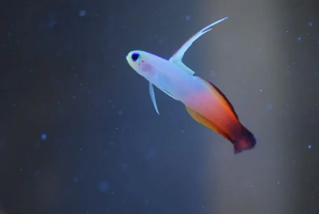 OmegaSeaLLC's tweet image. Considering starting your first Marine Aquarium? Check out this article on the 25 best beginner fish for your saltwater aquarium, by Saltwater Aquarium Blog!
bit.ly/3k8c3sZ
