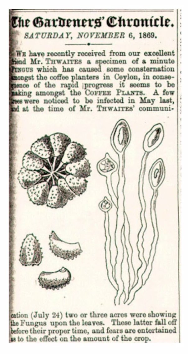 The fungal pathogen Hemileia vastatrix was first identified in British Ceylon in 1869, and spread throughout the Indian Ocean Basin