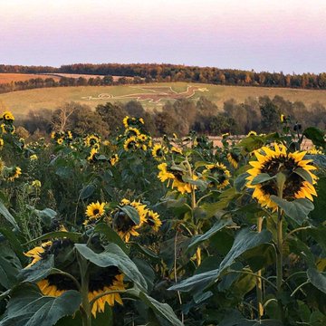 D is also for  #Dragons. Buckle up your suit of armour (optional) and head for the hills to uncover local legends and medieval tales in 'dragon country'.  #AtoZofLockdownColchester https://www.dedhamvalestourvalley.org/wp-content/uploads/2020/02/Dragon-Walk.pdf