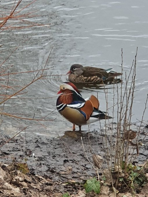 BantshireUni's tweet photo. The Waterfowl University Rankings (heat 5/7), featuring the @OpenUniversity Human Duck, @QMUL Swans, @uniofreading Mandarin Ducks, @roehamptonuni Geese.

Vote in the poll below ⤵️ https://t.co/6o66pU6BbO
