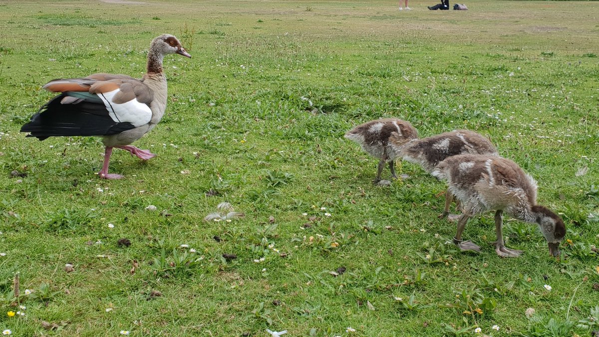 BantshireUni's tweet photo. The Waterfowl University Rankings (heat 5/7), featuring the @OpenUniversity Human Duck, @QMUL Swans, @uniofreading Mandarin Ducks, @roehamptonuni Geese.

Vote in the poll below ⤵️ https://t.co/6o66pU6BbO