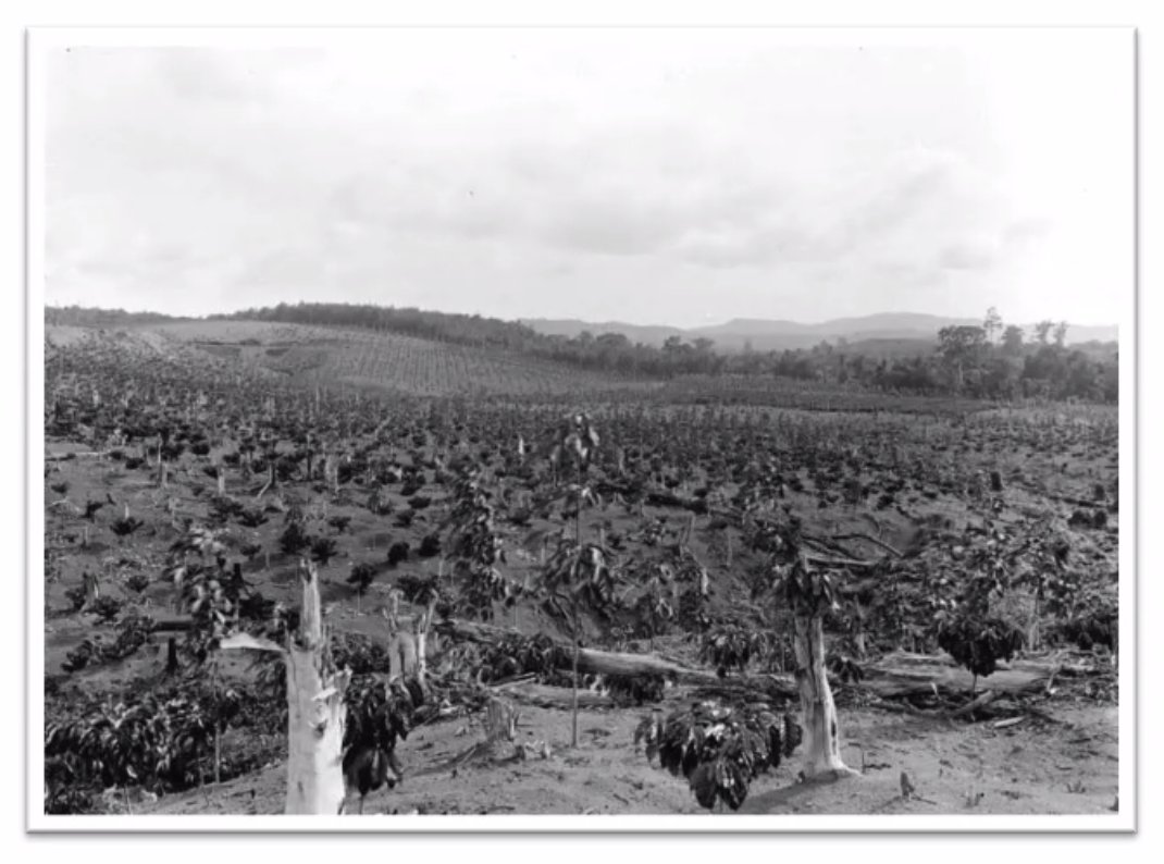 Collapsed cultivation of arabica coffee throughout Asia, then Africa.A "Bordeaux Mixture" - developed to protect grape plants in France against fungal pathogens - was used to attempt the control the outbreaks