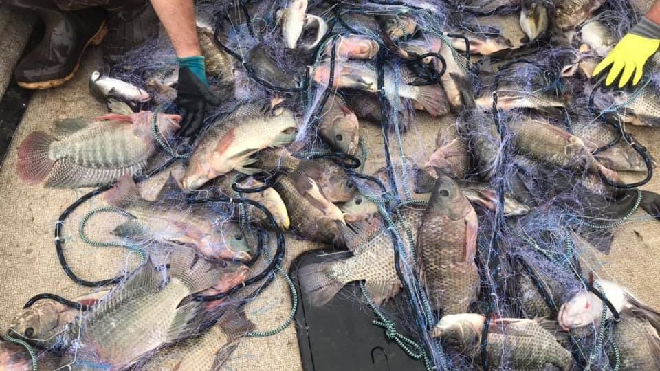 TPWDnews's tweet photo. The Texas Parks and Wildlife Commission approved these changes to Texas exotic aquatic species regulations: https://t.co/XDFD8ovaOd
Changes affect anglers catching exotic fish such as tilapia and landowners removing aquatic species.
#TexasFishing
#TPWCom https://t.co/Y3wEaEnjxo