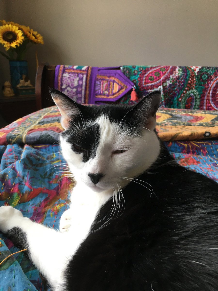 envisione's tweet photo. Hola, Tweetsters. #ElGato here, and I must clarify a misconception held by a certain #Mamacita. I is NOT lazy. I is engaged in research into socio-cultural variances in the practice of #CreativeLeisure. So there!
#NapPower https://t.co/eBuc4UT3Xb