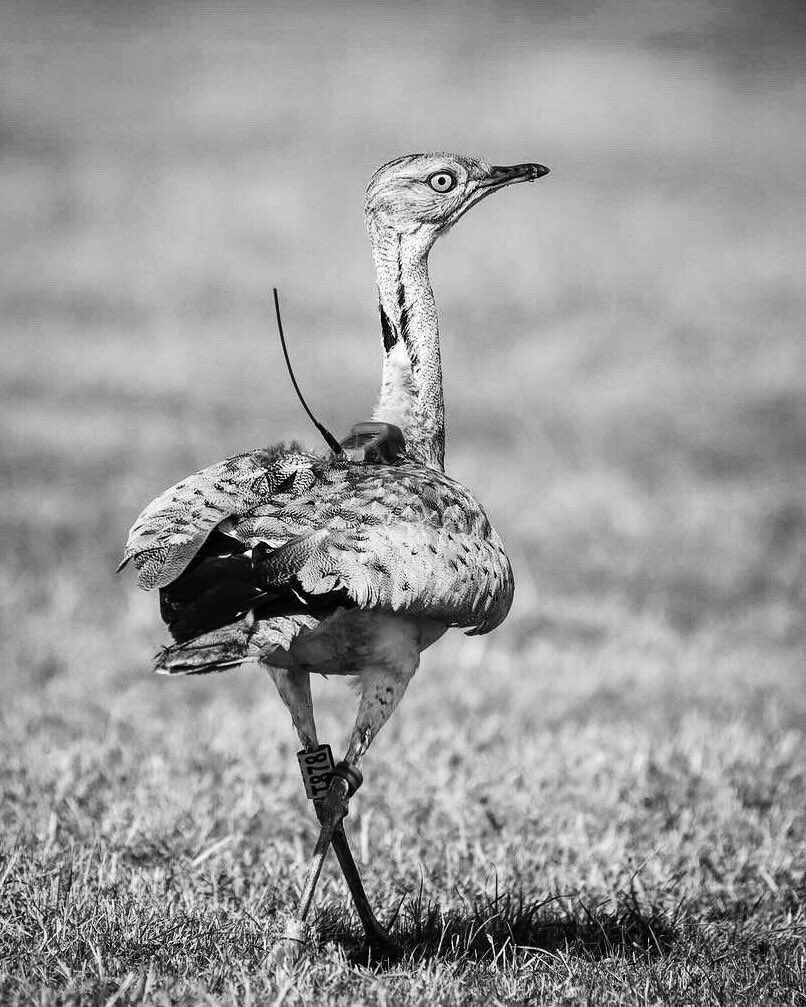 birddetectiveTR's tweet photo. Artık yaşamıyor. Sebebi “maganda kurşunu” Lazize’ye kendimizden iyi baktık yorgun düşüp topraklarımıza düştüğünde... Ha sınır filan hikaye! Hakiki insanlara denk geldi gerisi boş bahane... Seferber olundu bir can için. Kurtarıldı göç yoluna devam etmesi için. +++ https://t.co/0MehvUIbfE