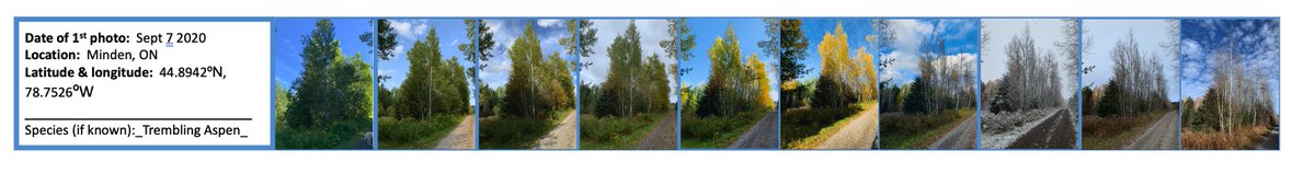 TLJKelly's tweet image. Week 10 of #ProjectTree for this trembling aspen! This week's balmy weather was completely different than last week! (I love the clouds in the last photo.)  @shoshanahjacobs
 @dawnbazely