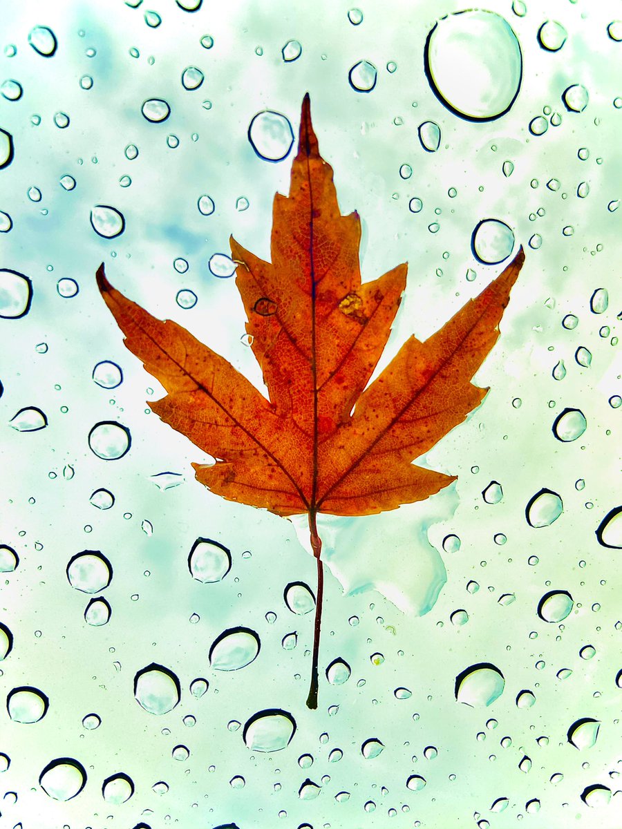 JohndelBarca's tweet photo. Rainy day in #northcarolina 

#rain #raindrops #RainyDay #rains #leaves #leaf #fall #autum #leafs #autumnvibes #autumndays #lluvia #otoño #autumncolors #falllovers #hoja #photo #photography #rainlove #naturelovers #clouds #cloudy #ncs #overcast #orange #orangeleaf #nature #south https://t.co/bP10DjLony