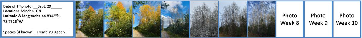 TLJKelly's tweet image. Week 7 for this one! I'm fascinated with how different it looks depending on the weather. (I seem to be late to the party on that realization.) I need to look around more often. #ProjectTree @shoshanahjacobs