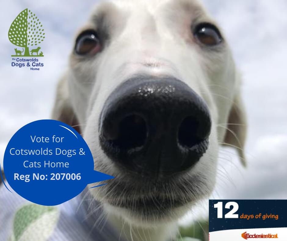 cotswold cats and dogs home