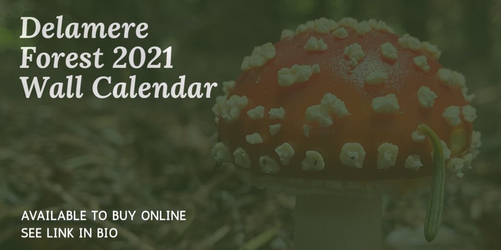 Available to buy online at tiny.cc/delamere2021 - Delamere Forest 2021 Wall Calendar. 10% off using code: READ10 #delamereforest #cheshire #chester #northwich #frodsham #helsby