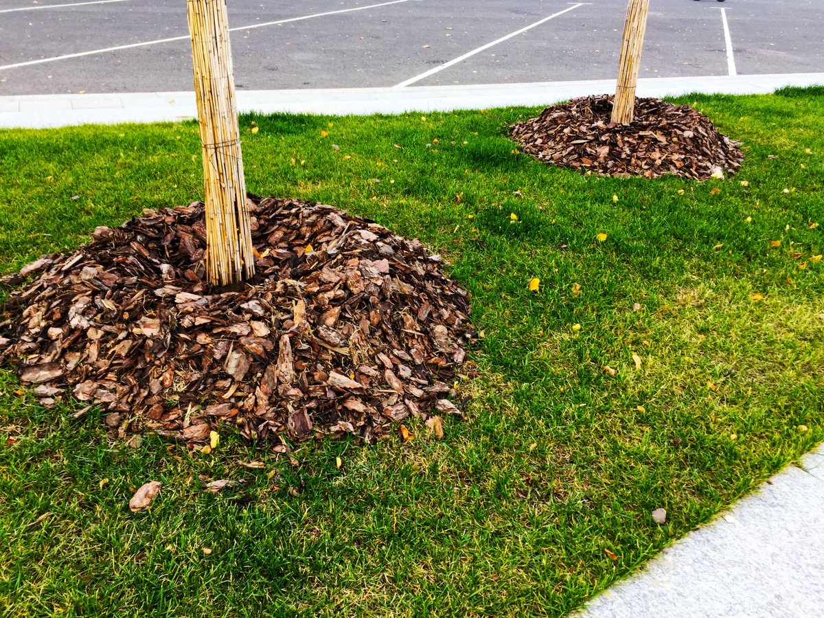 #TipsOnThursday

Avoid doing mulch volcanoes around the trunk of the tree. The trunk of the tree needs to breathe, and the mulch around the trunk will hold in moisture and cause rotting, which can become an entry point to insects, fungus and disease!