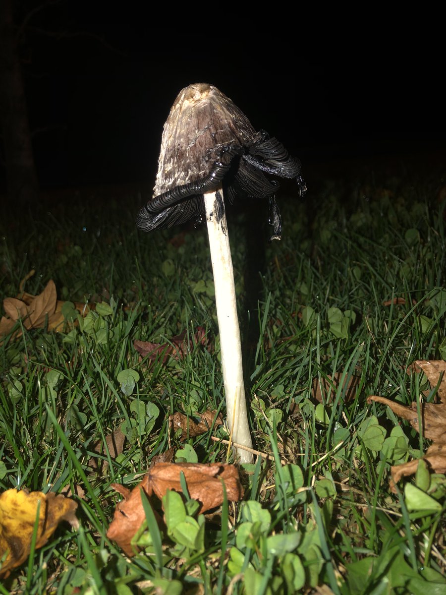 ApuntesCiencia's tweet photo. #Seta #barbuda, #matacandil o #chipirón de monte (Coprinus comatus) empezando a licuarse y liberar así sus esporas. Buena parte de los escritos de los monasterios cristianos durante la Edad Media se escribieron con la tinta resultante de este proceso • #FotoCiencia https://t.co/eh1lNWAxGC