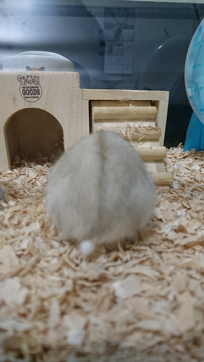 このおまけみたいなしっぽかわいい