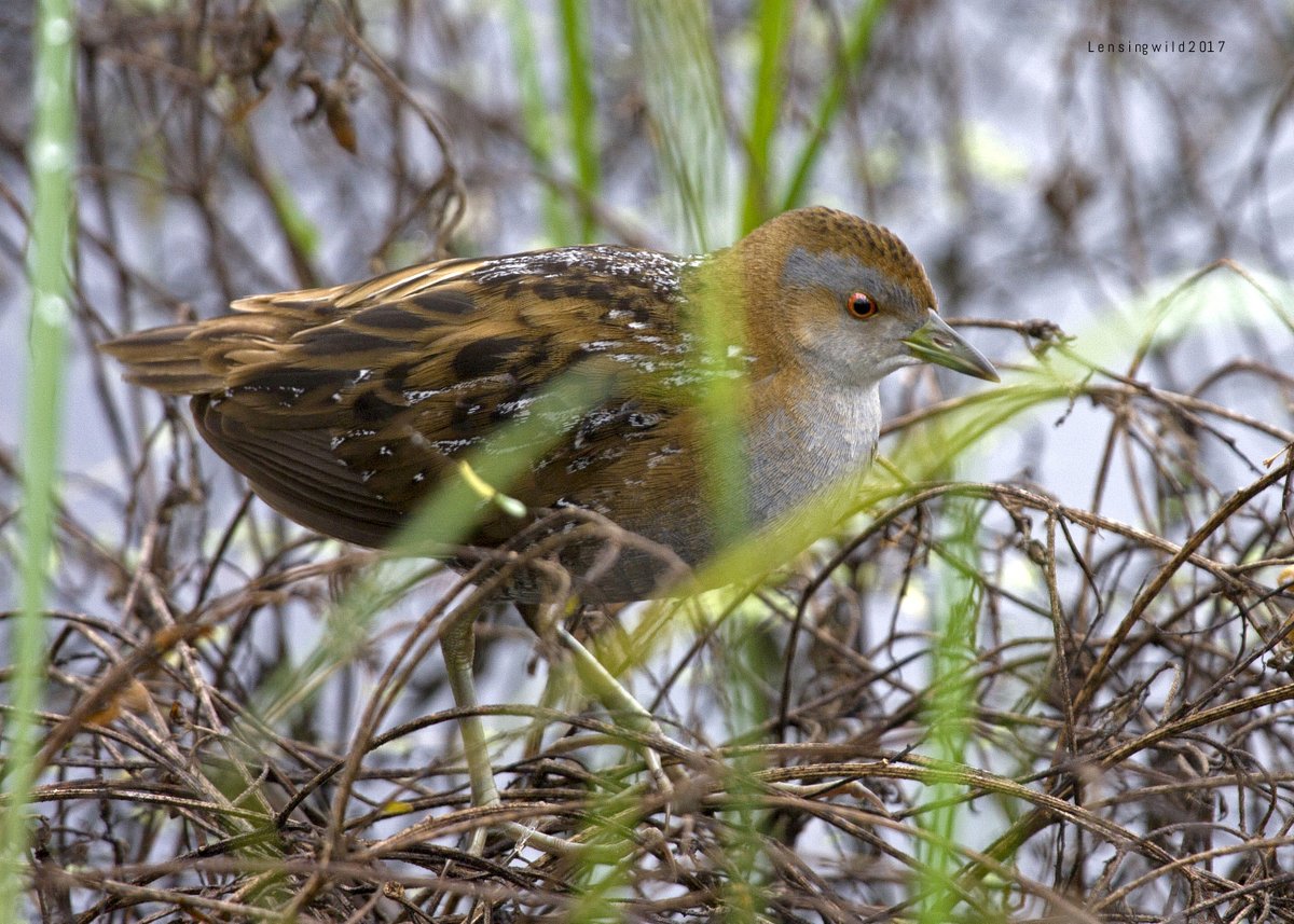 ThangamaniN2's tweet image. Baillon's crake #பெயிலன்கோழி
#crake #Trichy
#ABCofBirding #IndiAves
@Team_eBird
 #wonderfulwildlife #TwitterNatureCommunity  #birds #lensingwild #BBCWildlifePOTD #birdwatching #birdphotography 
@BirdWatchingMy
@WildlifeMag