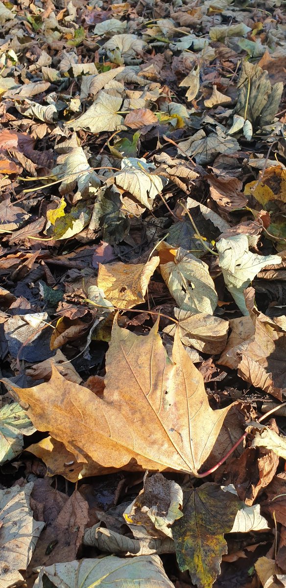 Fallen autumn leaves lie in dappled sunlight, with a large copper leaf the focus in the foreground of the shot.