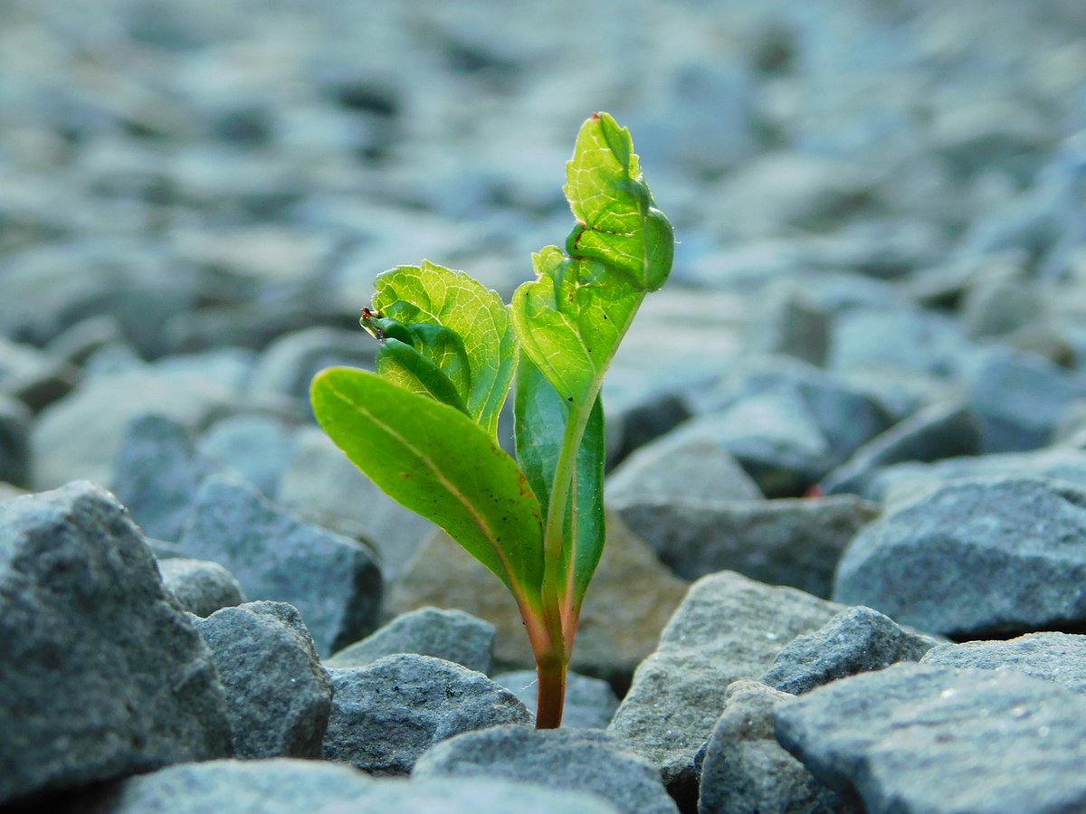 In the month of remembrance, you are invited to read our November blog post from our Trust Improvement Director, Rachel Brindley, as we seek to find 'Hope in the time of COVID'. https://t.co/GnE3PBI1Y1 https://t.co/VuZiFls2fk