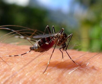 инвазивные насекомые. кровососущие насекомые фото. кровососущие насекомые фото. кровососущие насекомые фото. муха оленья кровососка.