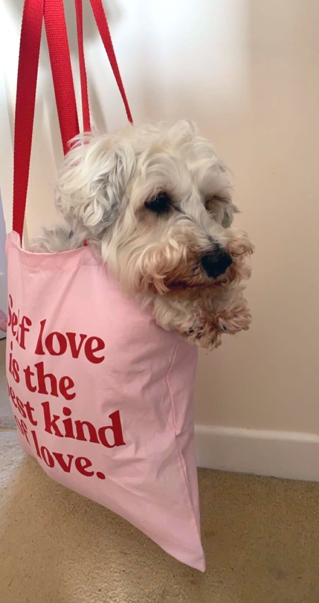 tobygoodboi's tweet photo. Not sure why the humans thought this was so funny
#dogsoftwitter #SelfLoveIsTheBestKindOfLove @BirchboxUK https://t.co/VjjcISR8ux